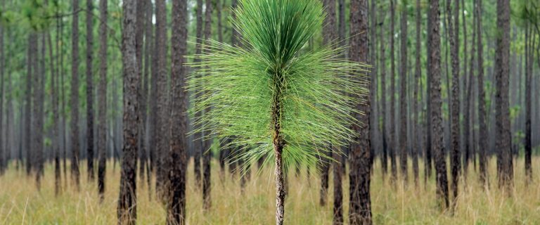 Symmytree Launches Longleaf Environmental Consulting!